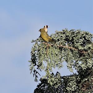 European Greenfinch