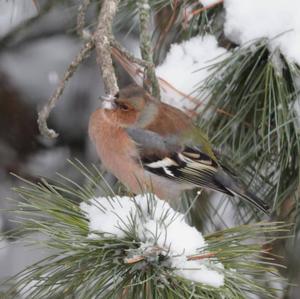 Eurasian Chaffinch