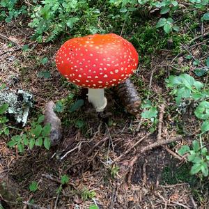 Fly Agaric