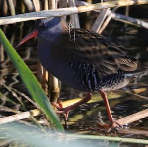 Water Rail