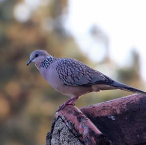 Spotted Dove