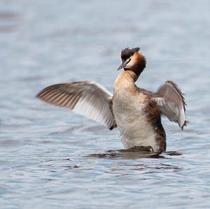 Great Crested Grebe