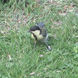 Great Tit