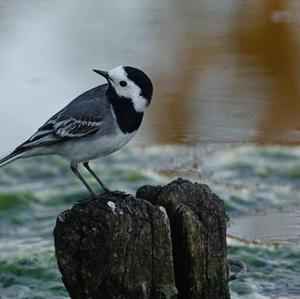 White Wagtail