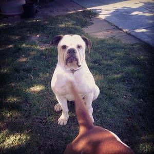 Unknown Breed