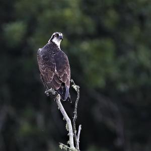 Osprey