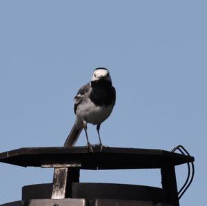 White Wagtail