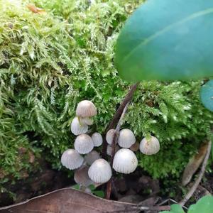 Non-inky Coprinus