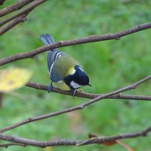 Great Tit