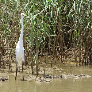 Great Egret