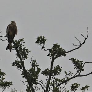 Red Kite