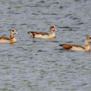 Egyptian Goose