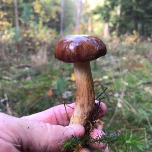 Bay Bolete