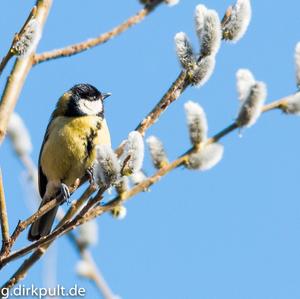 Great Tit