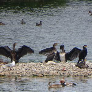 Great Cormorant