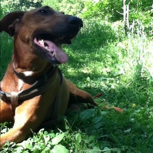Unknown Breed
