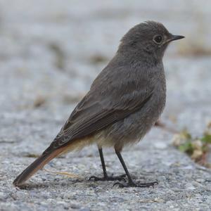 Black Redstart