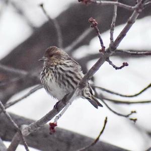 Pine Siskin