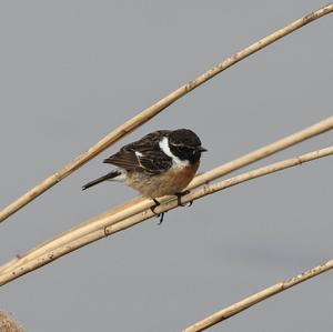 European stonechat