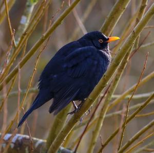 Eurasian Blackbird