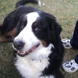 Bernese Mountain Dog