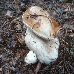 King Bolete