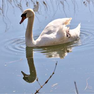 Höckerschwan