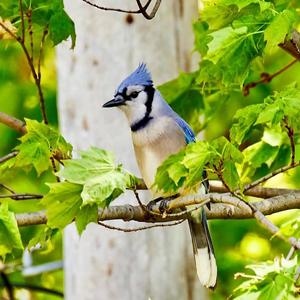 Blue Jay