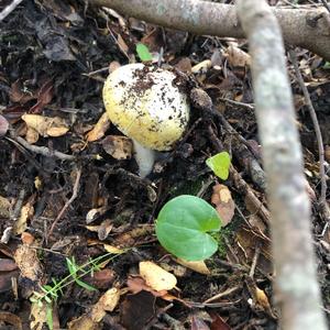 Death Cap