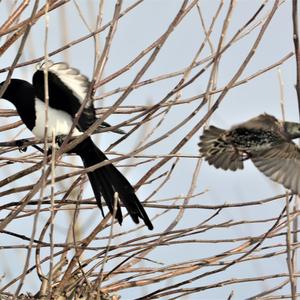 Common Starling