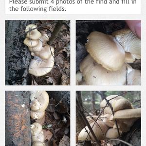 Oyster Mushroom