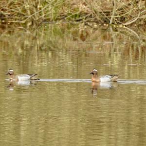 Garganey