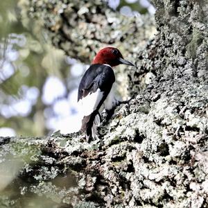 Red-headed Woodpecker