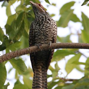 Indischer Koel