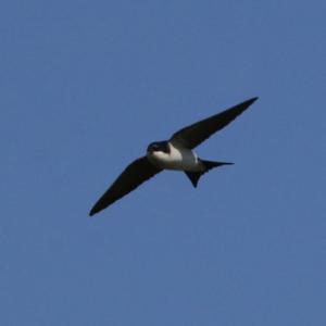 Northern House-martin