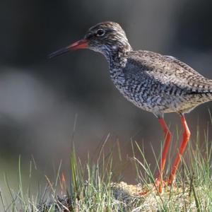 Common Redshank