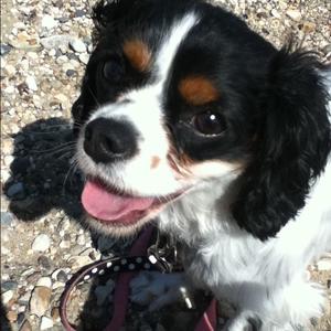 Cavalier King Charles Spaniel