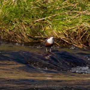 White-throated Dipper