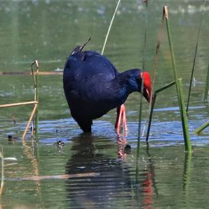 Purple Swamphen