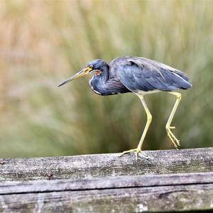 Tricoloured Heron