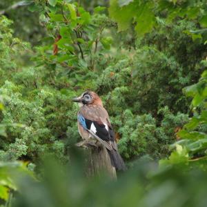 Eurasian Jay