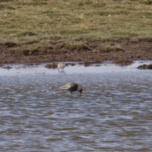 Dunkler Wasserläufer