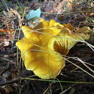 Chanterelle, Common