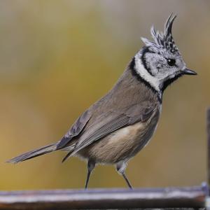 Crested Tit