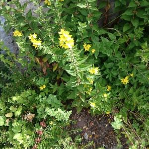 Unknown Species