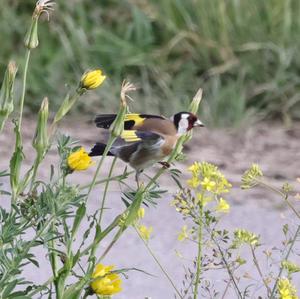 European Goldfinch