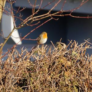 European Robin