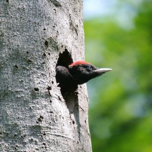 Black woodpecker