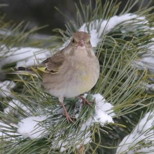 European Greenfinch