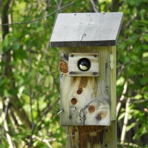 Tree Swallow